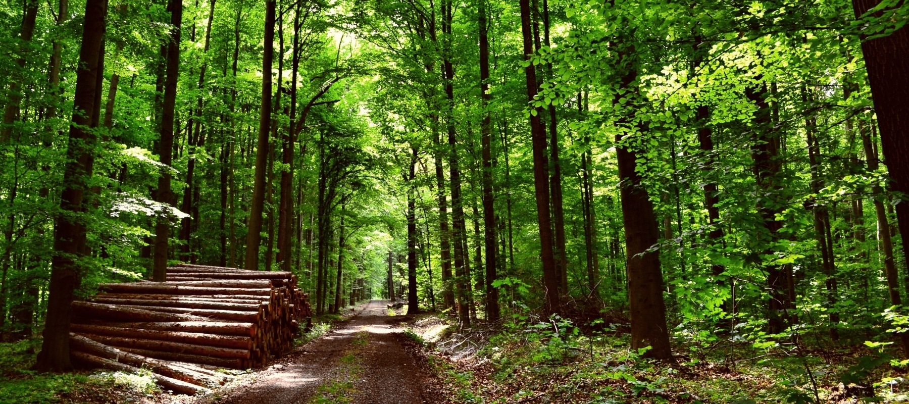Klettersitz als Steuerungsinstrument der Wiederbewaldung