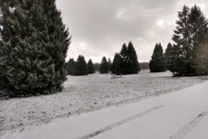 30_Winter bei den Zuckerhut-Fichten